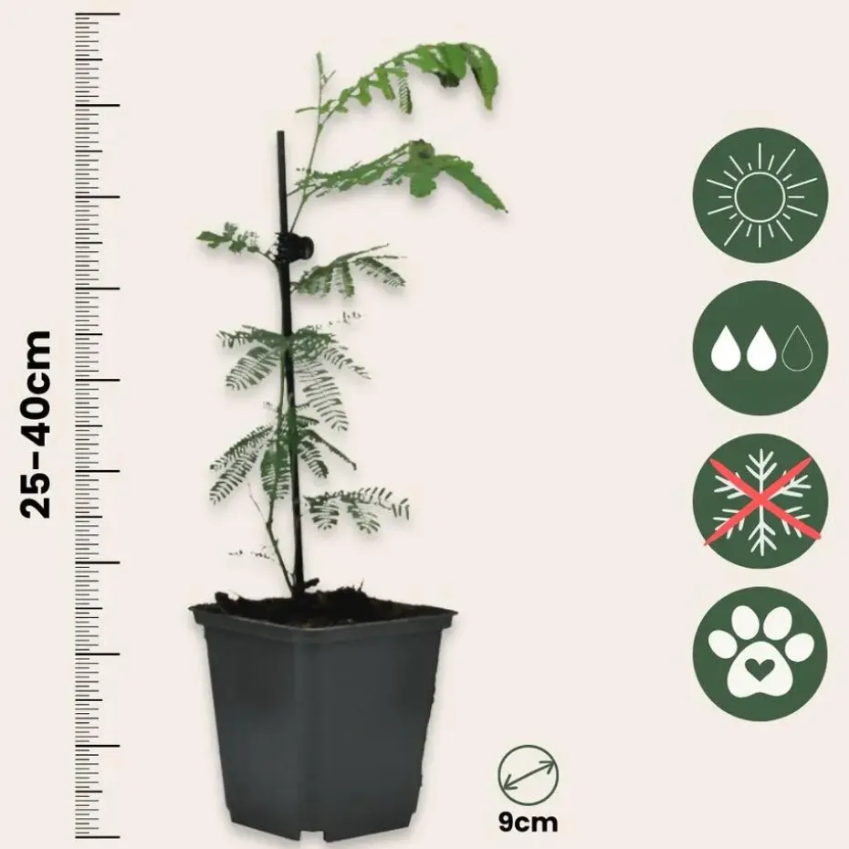 Zilveracacia - Set van 3 - Mimosa dealbata - Hoogte 25-40cm - ⌀9cm