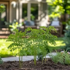 Zilveracacia - Set van 3 - Mimosa dealbata - Hoogte 25-40cm - ⌀9cm