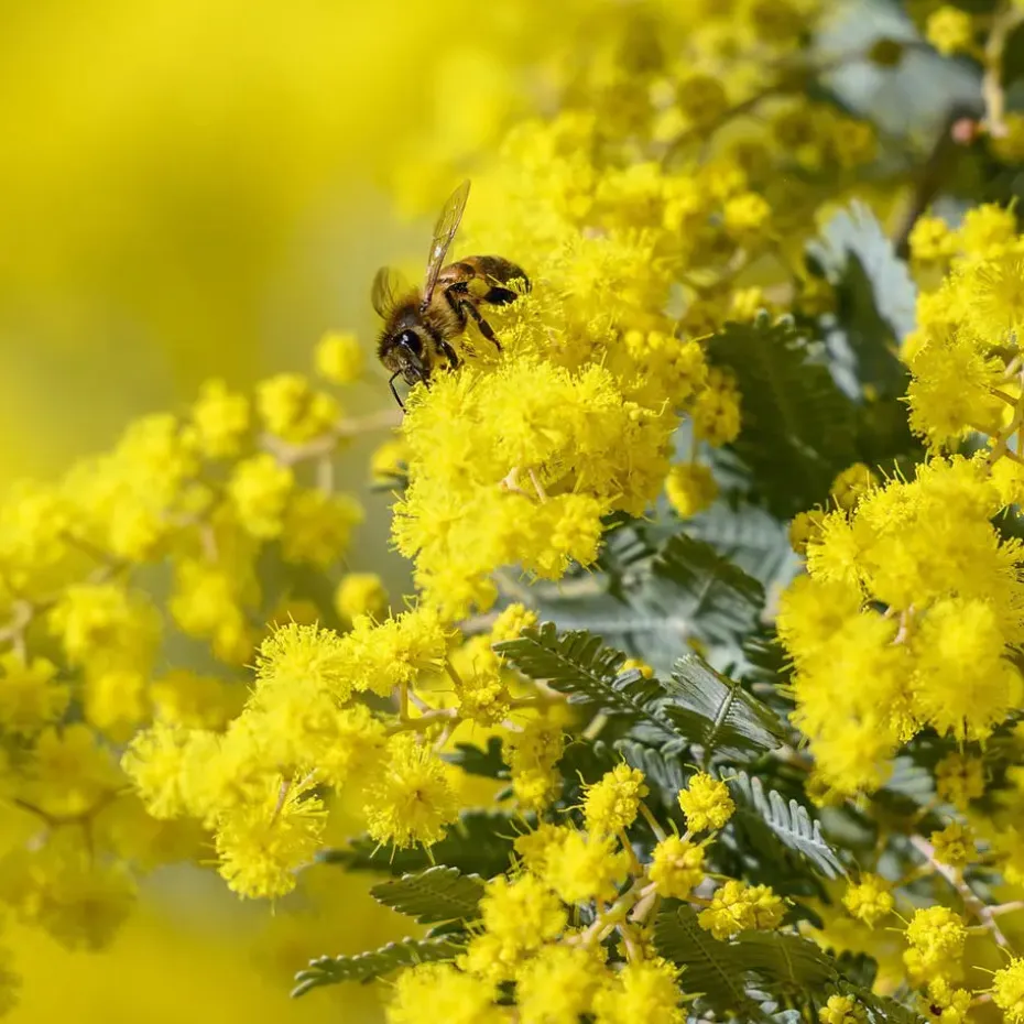 Zilveracacia - Set van 3 - Mimosa dealbata - Hoogte 25-40cm - ⌀9cm