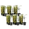 Zilveracacia - Set van 6 - Mimosa dealbata - Hoogte 25-40cm - ⌀9cm