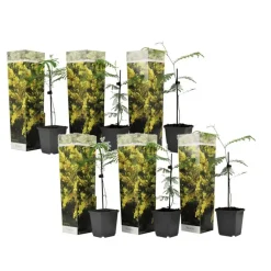 Zilveracacia - Set van 6 - Mimosa dealbata - Hoogte 25-40cm - ⌀9cm