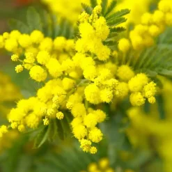 Zilveracacia - Set van 6 - Mimosa dealbata - Hoogte 25-40cm - ⌀9cm