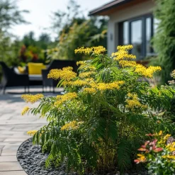 Zilveracacia - Set van 6 - Mimosa dealbata - Hoogte 25-40cm - ⌀9cm