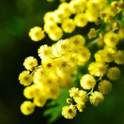 Zilveracacia - Set van 6 - Mimosa dealbata - Hoogte 25-40cm - ⌀9cm