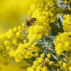 Zilveracacia - Set van 6 - Mimosa dealbata - Hoogte 25-40cm - ⌀9cm