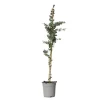 Zilvereucalyptus - Eucalyptus cinerea 'Silver Dollar' - Hoogte 90-110cm - ⌀19cm