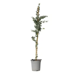 Zilvereucalyptus - Eucalyptus cinerea 'Silver Dollar' - Hoogte 90-110cm - ⌀19cm