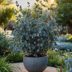 Zilvereucalyptus - Eucalyptus cinerea 'Silver Dollar' - Hoogte 90-110cm - ⌀19cm
