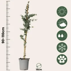Zilvereucalyptus - Eucalyptus cinerea 'Silver Dollar' - Hoogte 90-110cm - ⌀19cm