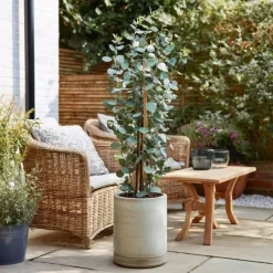 Zilvereucalyptus - Eucalyptus cinerea 'Silver Dollar' - Hoogte 90-110cm - ⌀19cm