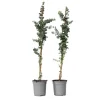 Zilvereucalyptus - Set van 2 - Eucalyptus - Hoogte 90-110cm - ⌀19cm