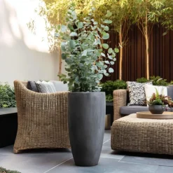 Zilvereucalyptus - Set van 2 - Eucalyptus - Hoogte 90-110cm - ⌀19cm