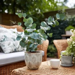 Zilvereucalyptus - Set van 2 - Eucalyptus - Hoogte 90-110cm - ⌀19cm