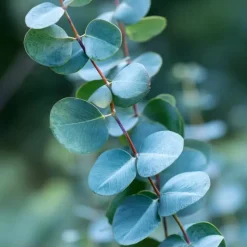 Zilvereucalyptus - Set van 2 - Eucalyptus - Hoogte 90-110cm - ⌀19cm