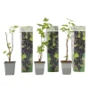 Zwarte bes - Set van 3 - Ribes Nigrum - Hoogte 25-40cm - ⌀9cm