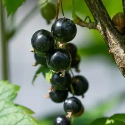 Zwarte bes - Set van 3 - Ribes Nigrum - Hoogte 25-40cm - ⌀9cm