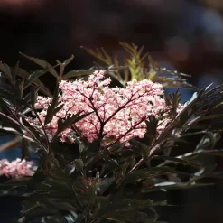 Zwarte vlier - Set van 2 - Sambucus nigra 'Black Lace' - Hoogte 25-40cm - ⌀17cm