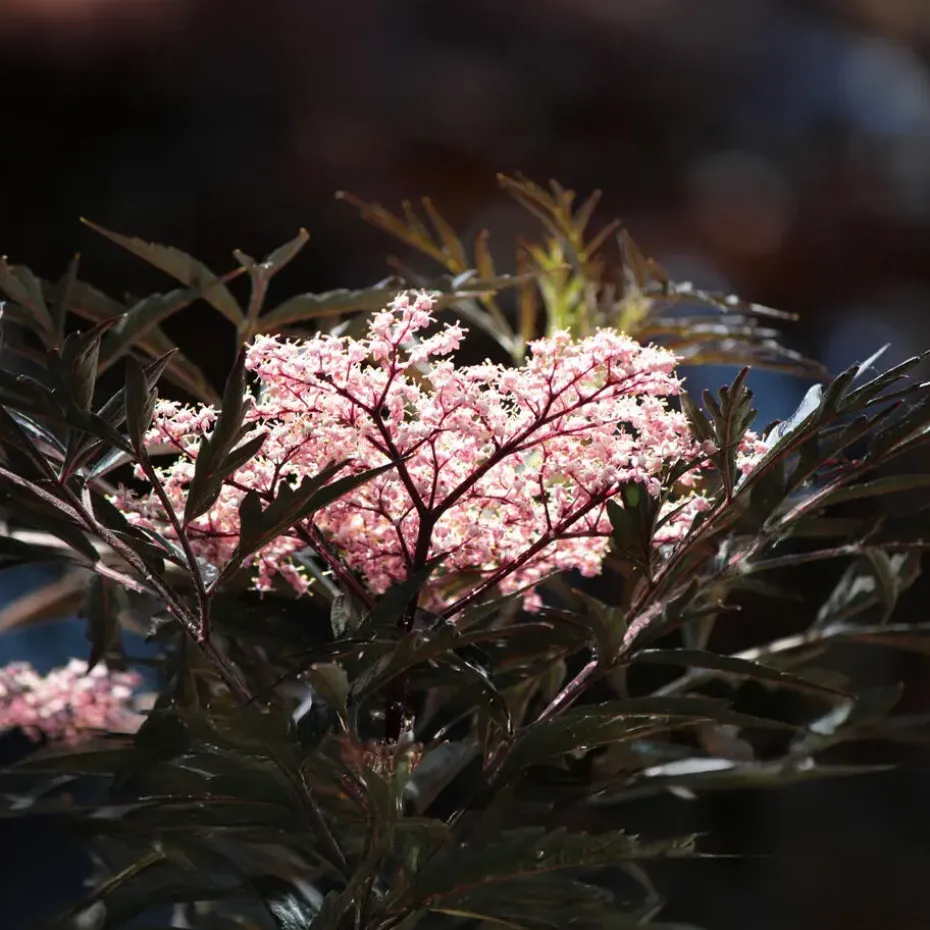 Zwarte vlier - Set van 2 - Sambucus nigra 'Black Lace' - Hoogte 25-40cm - ⌀17cm