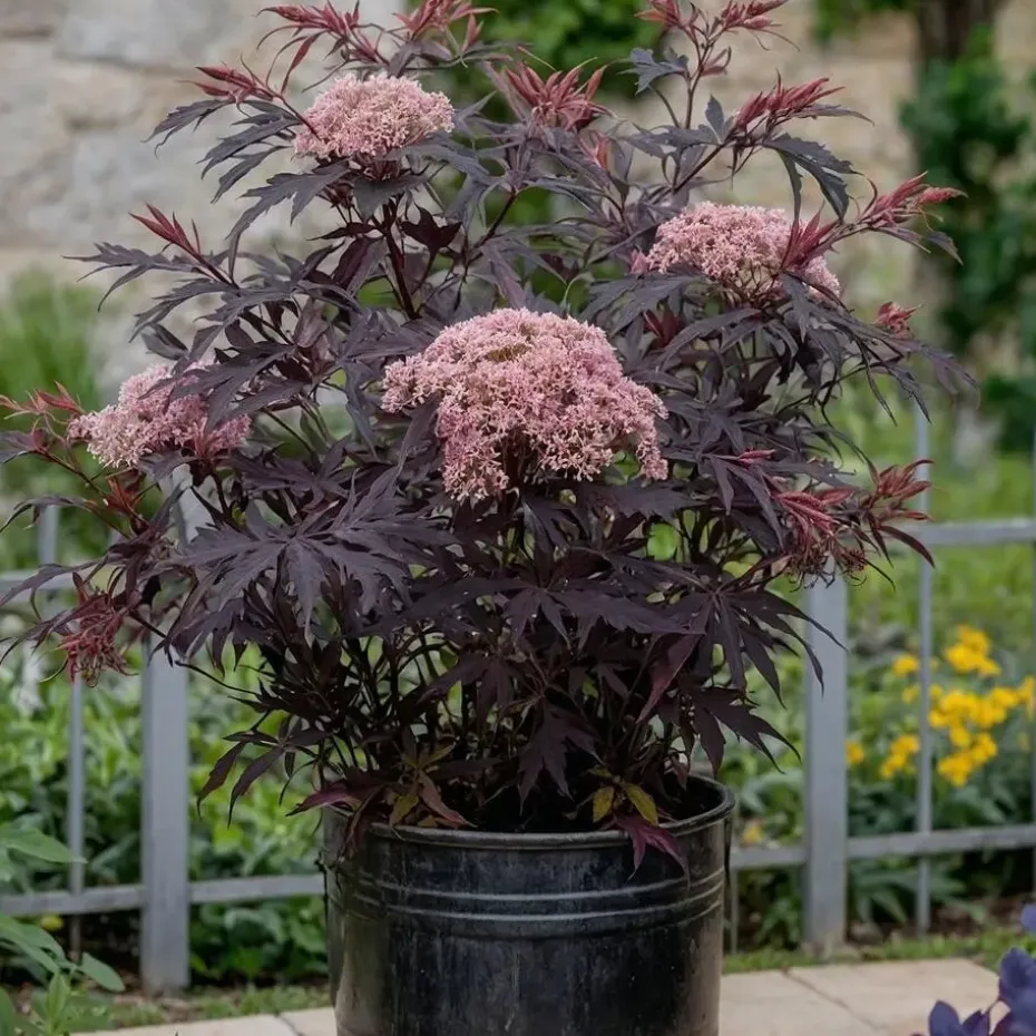 Zwarte vlier - Set van 2 - Sambucus nigra 'Black Lace' - Hoogte 25-40cm - ⌀17cm
