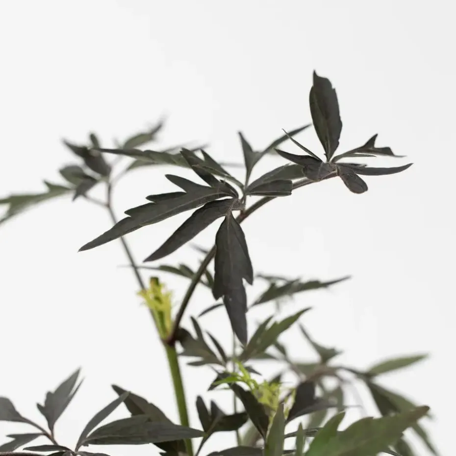 Zwarte vlier - Set van 2 - Sambucus nigra 'Black Lace' - Hoogte 25-40cm - ⌀17cm