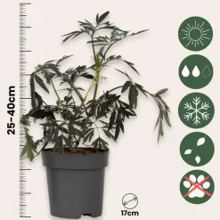 Zwarte vlier - Set van 2 - Sambucus nigra 'Black Lace' - Hoogte 25-40cm - ⌀17cm