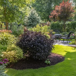 Zwarte vlier - Set van 2 - Sambucus nigra 'Black Lace' - Hoogte 25-40cm - ⌀17cm