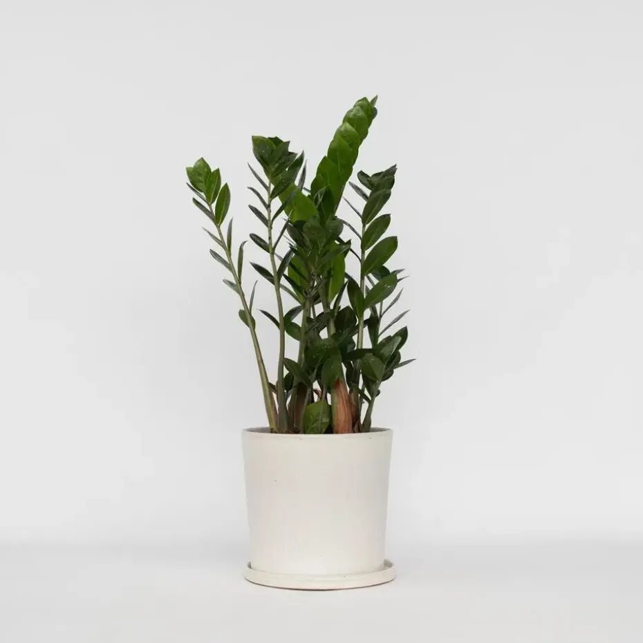 ZZ-plant - Zamioculcas Zamiifolia - Hoogte 55-65cm - ⌀17cm