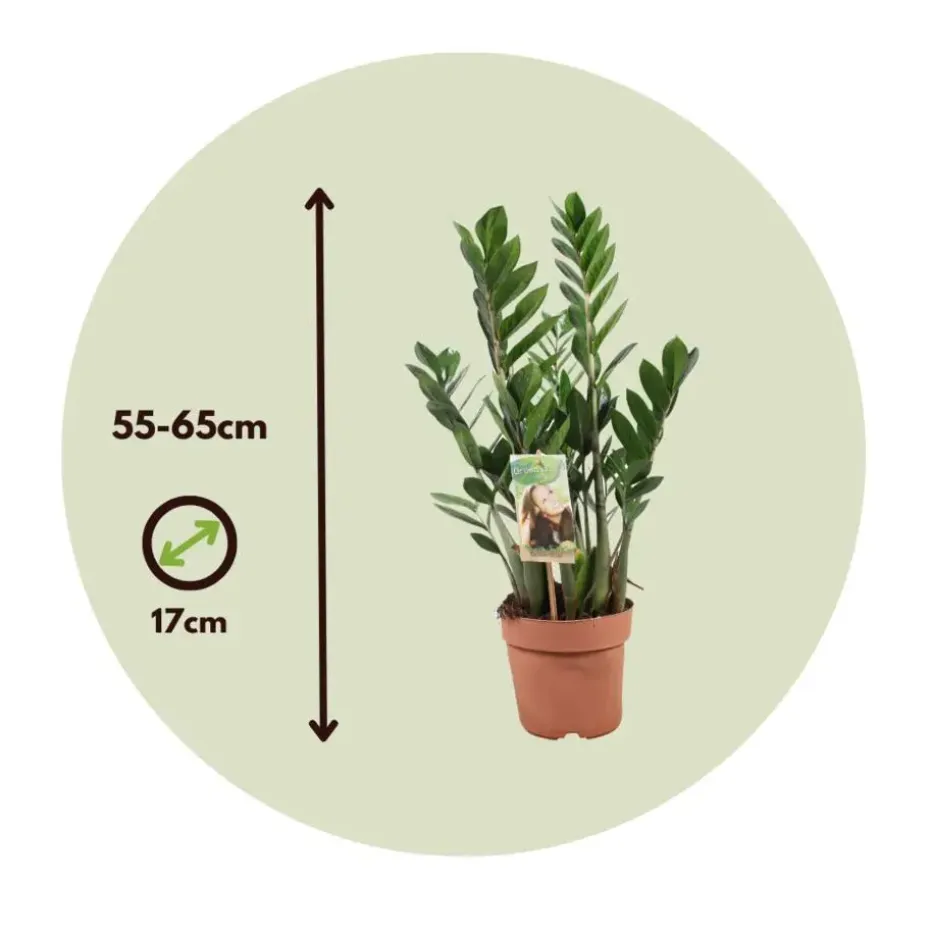 ZZ-plant - Zamioculcas Zamiifolia - Hoogte 55-65cm - ⌀17cm