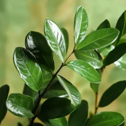 ZZ-plant - Zamioculcas Zamiifolia - Hoogte 55-65cm - ⌀17cm